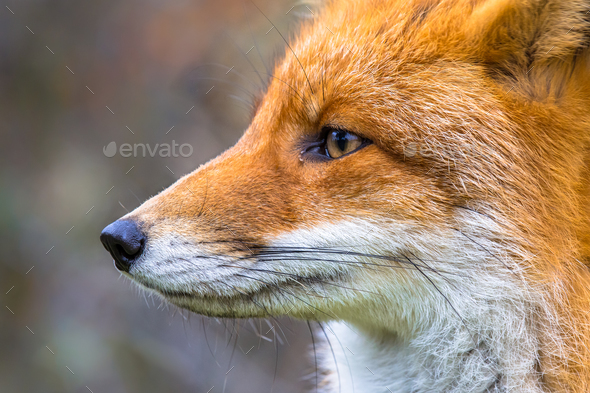 Sideview portrait of European red fox Stock Photo by CreativeNature_nl